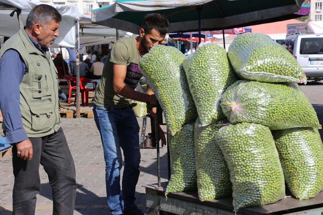 "Zeytinin fiyatı da kalitesi de iyi" "Zeytinin fiyatı da kalitesi de iyi"